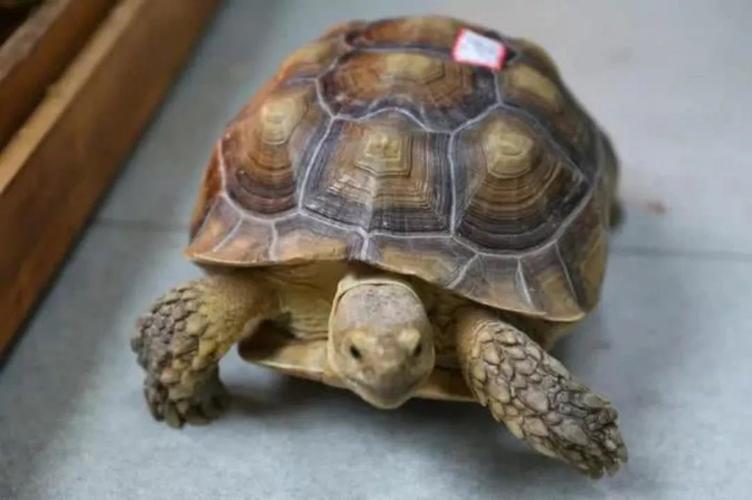 一家平淡无奇的宠物店,一家宠物店里的动物