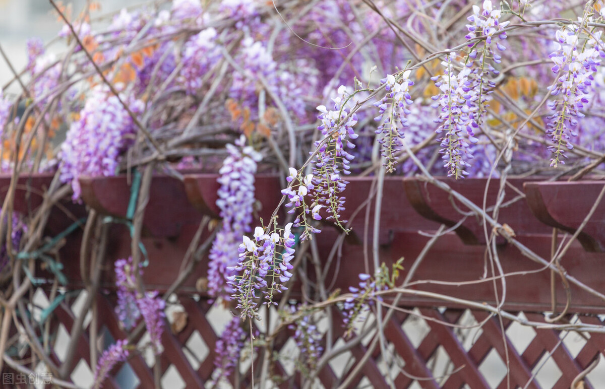 紫藤花感悟,随笔30篇700字