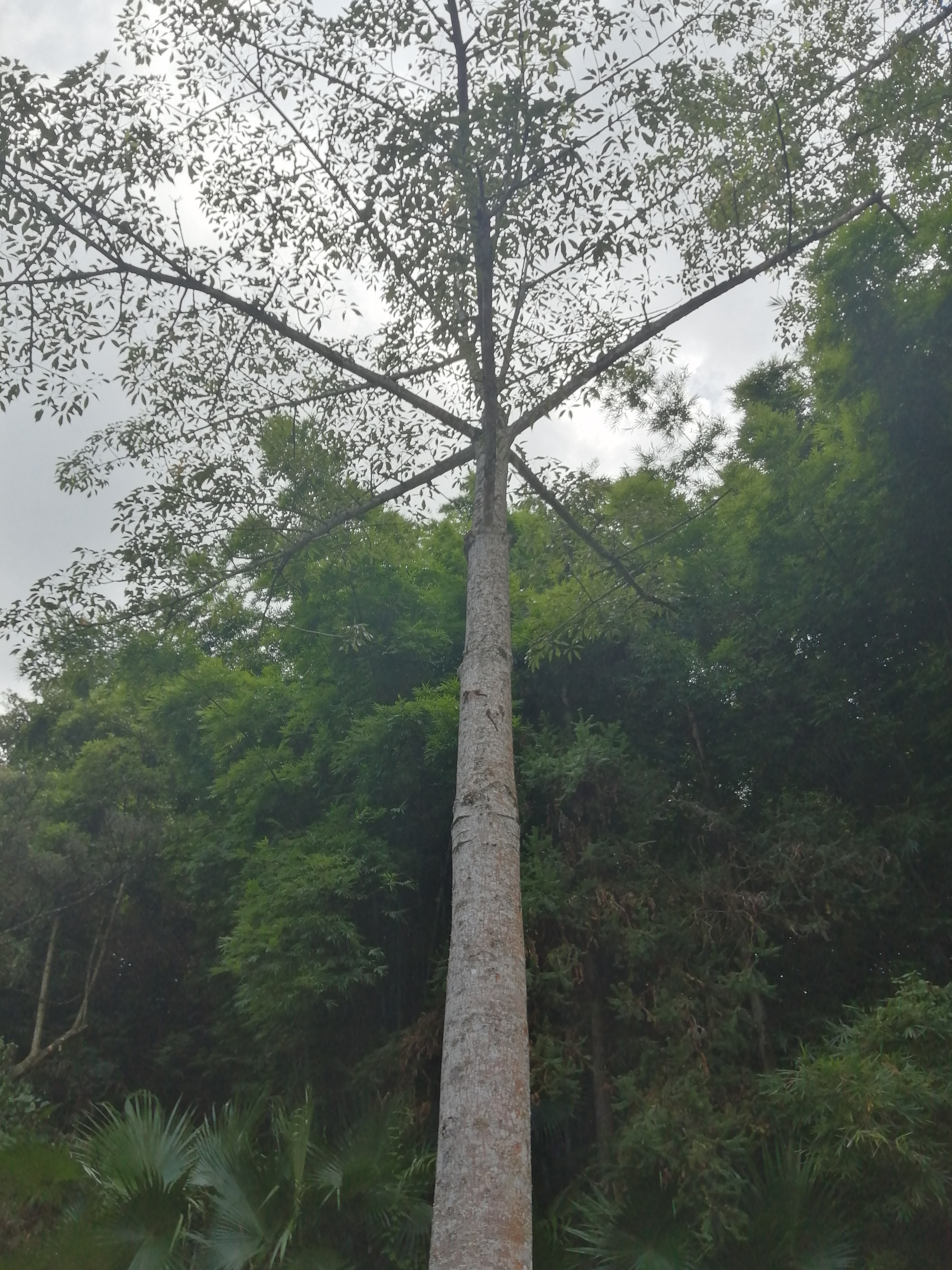 周边旅游景点推荐自驾游罗浮山,罗浮山风景区一日游攻略