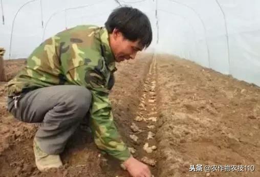 高产种姜栽培技术视频,种姜之前姜种用什么消毒