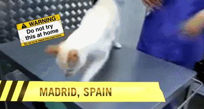 怎样催眠小猫咪,如何催眠一只小猫咪