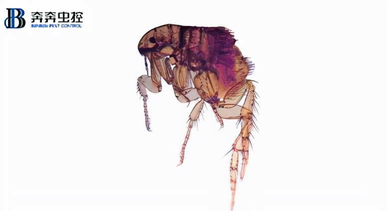 上门杀跳蚤哪家公司比较好,上海杀蟑螂公司哪家便宜
