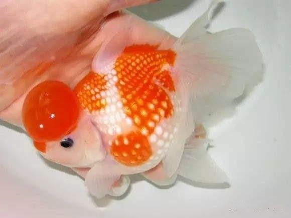 金鱼饲养难度排名,养金鱼的注意事项和饲养方法图片