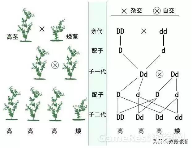 初中生物会考复习计划,初中生物会考复习资料全套