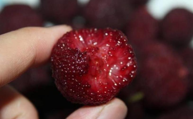 怎样洗杨梅的虫子不要小苏打,洗杨梅怎么洗虫子会跑出来