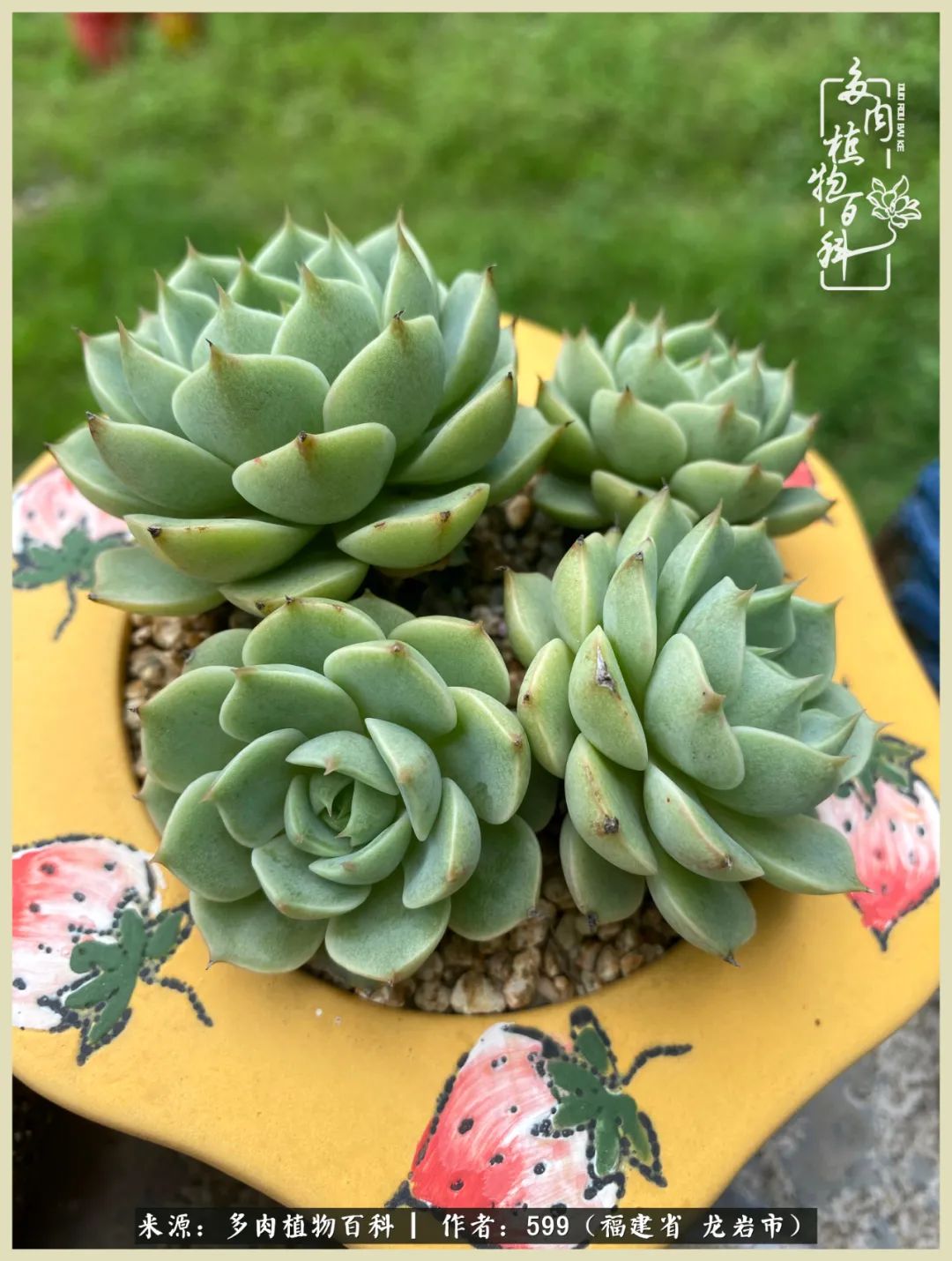 生活需要努力也需要花草,所有的热爱都需要不遗余力图片