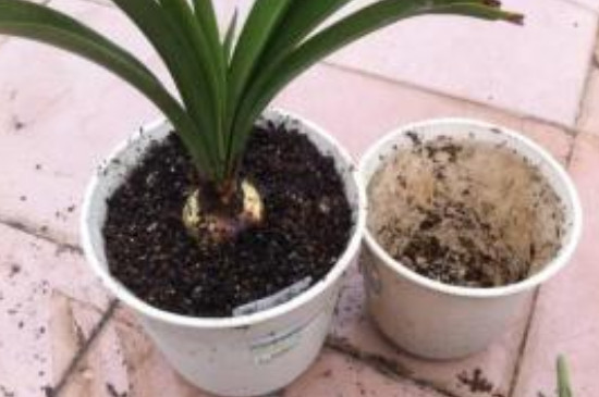 菜地消灭潮虫的简易方法,怎么灭土壤里的白线虫