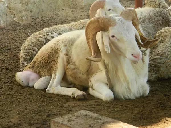 养羊降低成本的最好方法,怎样养羊能使羊的肉质好