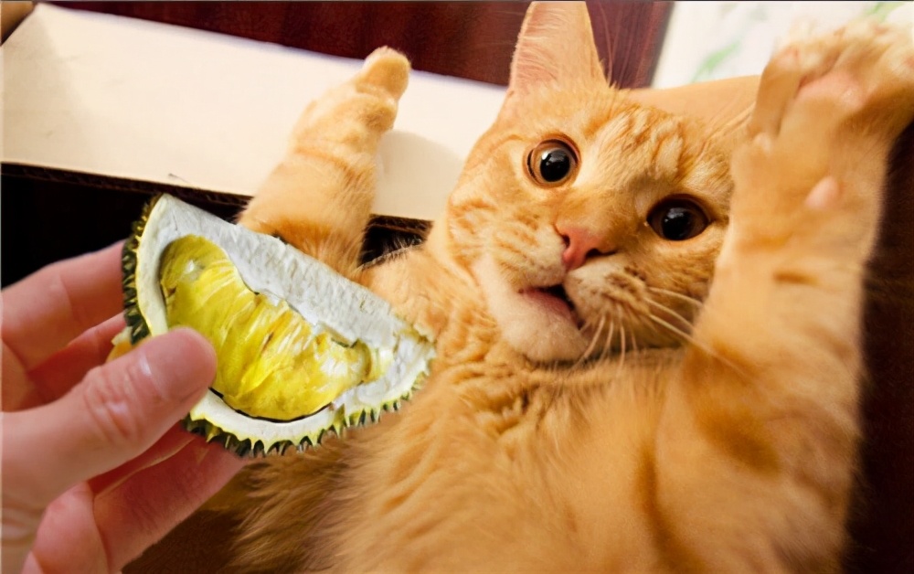 猫咪软便是怎么回事啊,猫咪软便的原因