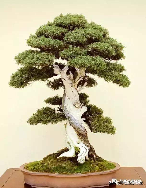 日本盆景巨匠木村正彦作品全程 (木村正彦盆景作品)