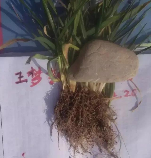 小麦缺肥发黄怎么办,小麦根发黄是什么病