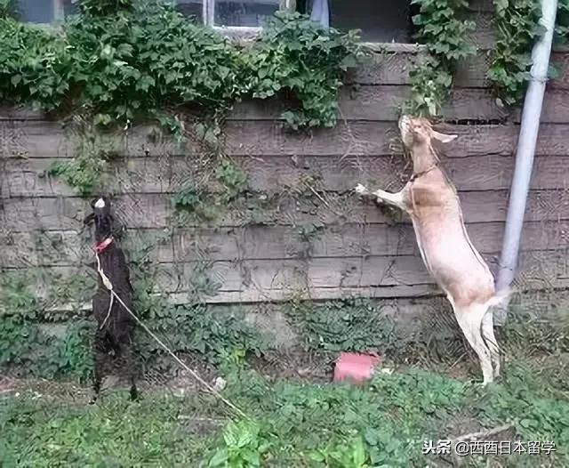 全亚洲最脏的宿舍,亚洲第一脏乱差的日本大学