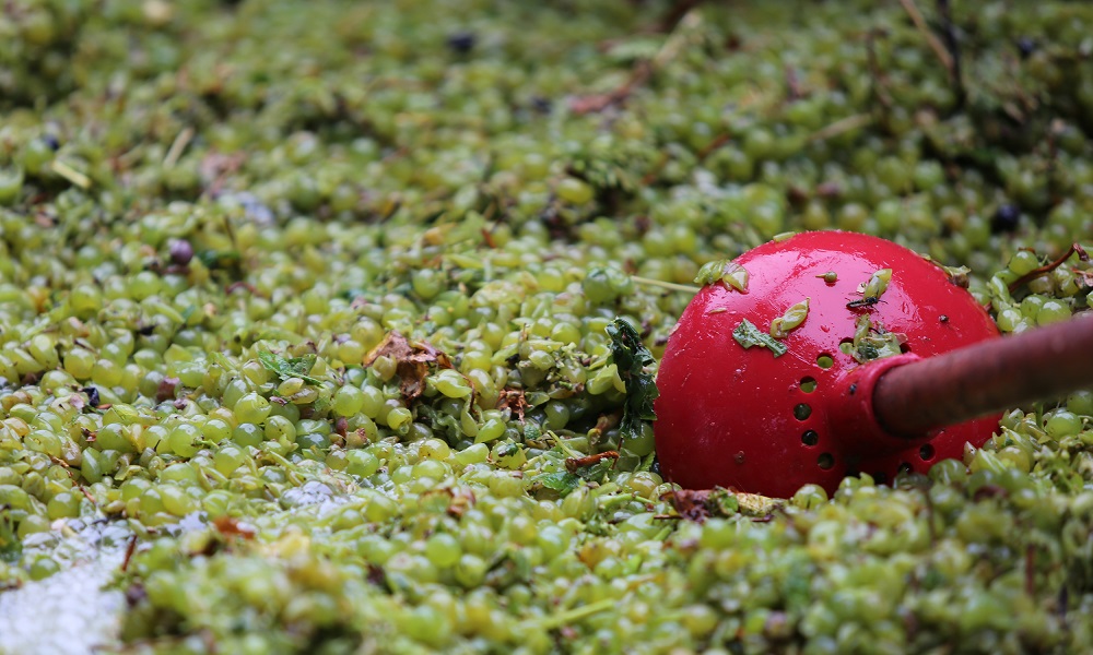 葡萄酒是怎么酿造出来的视频,葡萄酒是如何酿造的书籍