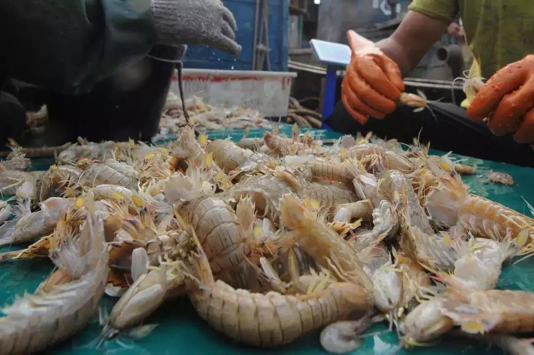 皮皮虾什么季节吃最好吃,吃货们吃皮皮虾的季节到了
