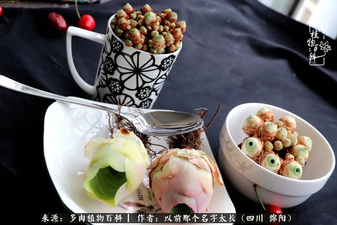 山地玫瑰夏天,夏季的山地玫瑰