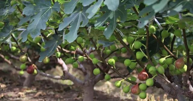 无花果的高产种植技术及管理要点,无花果怎样栽培才能获得高产