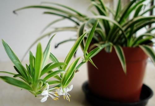 去甲醛最有效的花,去甲醛一天通风多久