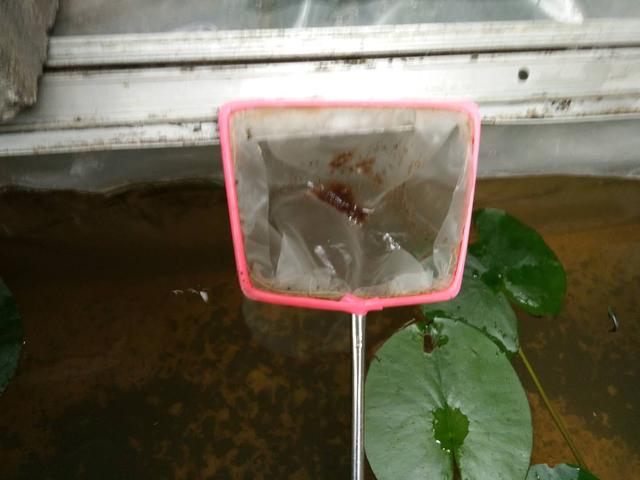 孔雀鱼生完小鱼后要换新水吗,孔雀鱼生完小鱼需要分开吗