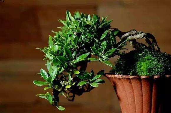 栀子花黄叶的原因及处理方法图片,栀子花几种黄叶现象