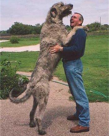 世界上所有的狗品种图片,世界最名贵的狗前十名及其简介