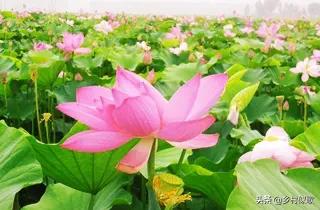 观赏荷花应该怎么种植才是正确的,荷花是出淤泥而不染的吗