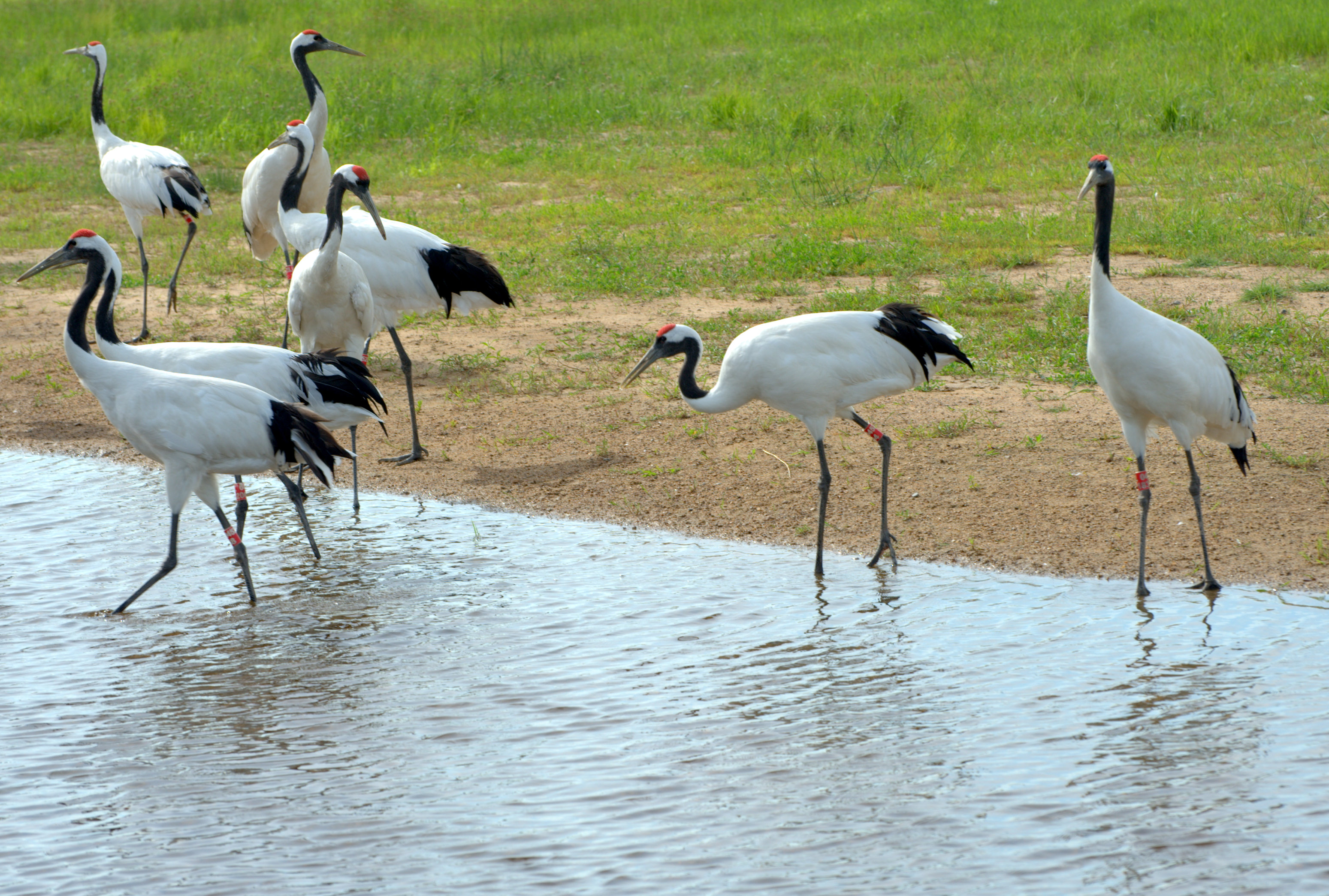为什么美国国鸟是白头鹰,美国的国鸟和日本的国家鸟谁厉害