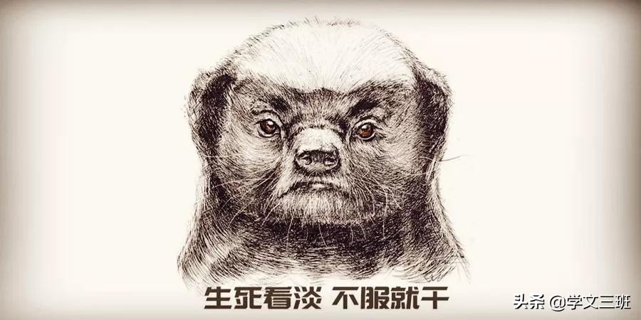 同样是鸟,为啥乌鸦能这么流氓?