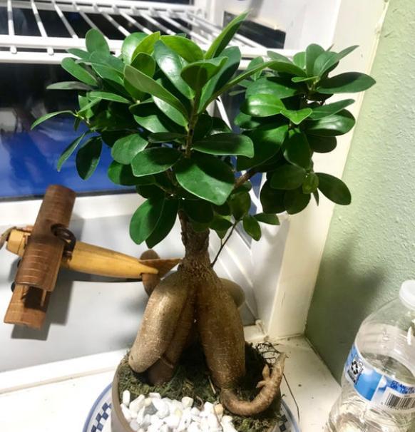 人参榕树烂根怎么办视频讲解,人参榕烂根用什么药最好