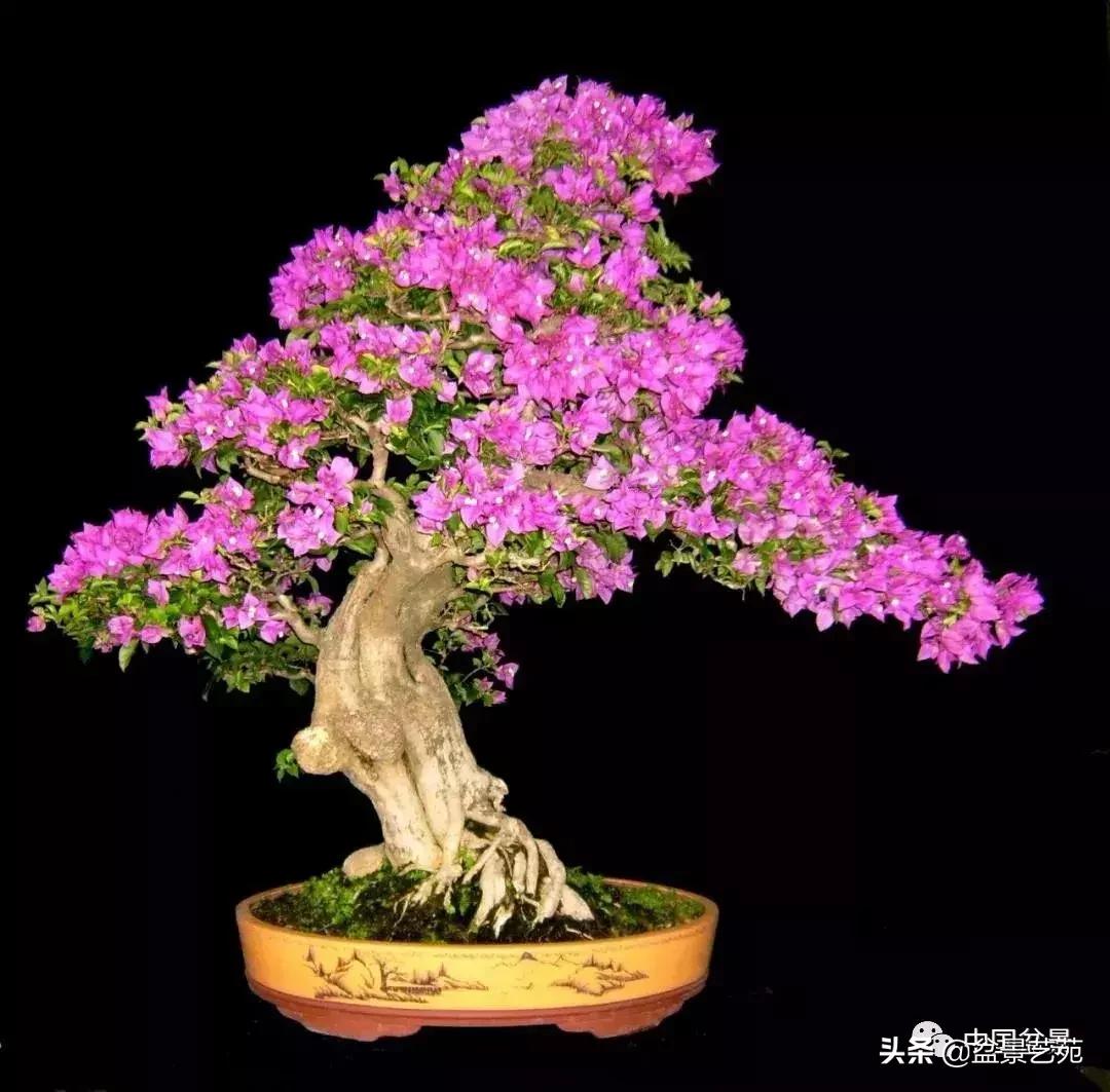 推荐36种好养的盆景植物,茶桌上养什么盆景植物