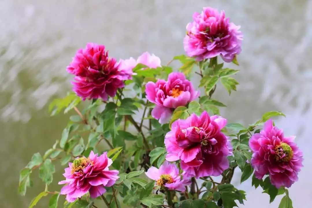 苏州赏花推荐景点有哪些,苏州赏花踏青攻略