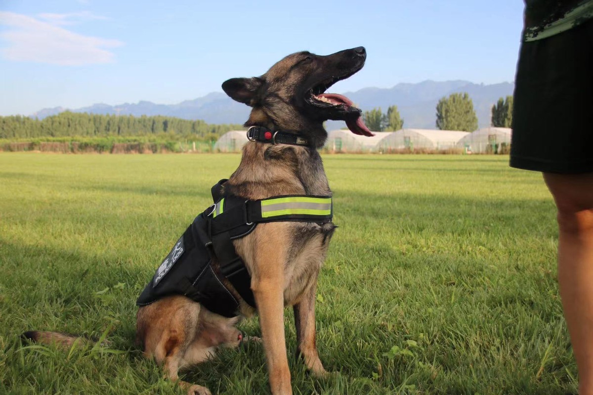 警犬与眼镜蛇搏斗不幸牺牲,边防警犬被眼镜蛇咬死