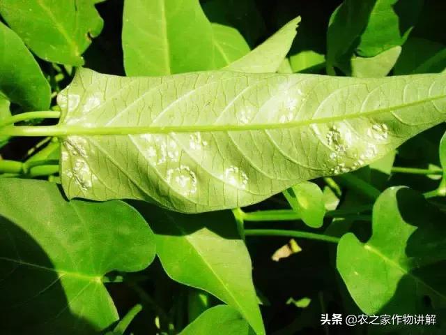 有图有真相史上最全芹菜病害,空心菜病虫害图谱手册