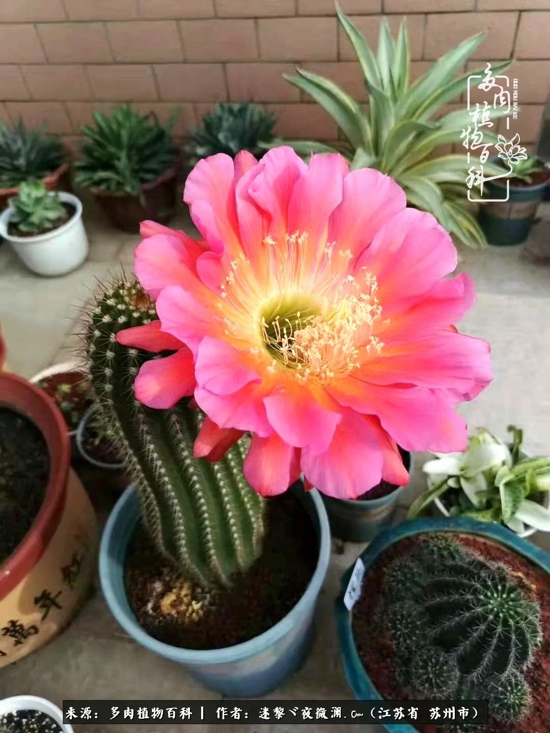 围观多肉版武林大会，一起穿越吧,下