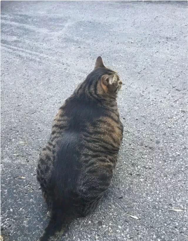 最适合家养的猫排名橘猫,最胖的品种猫排名