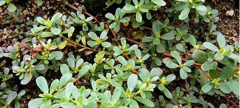 整合——28种青草药,赶快收藏备用!