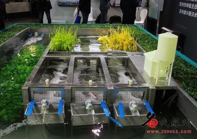 金湖水漾年华风景区,金湖水漾年华里面有什么植物