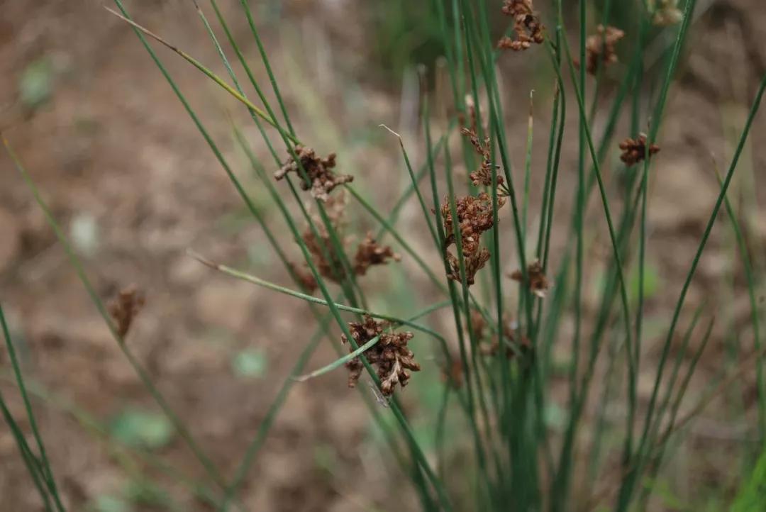 冬天常见中药植物图片及功效,花期长的草本植物图片
