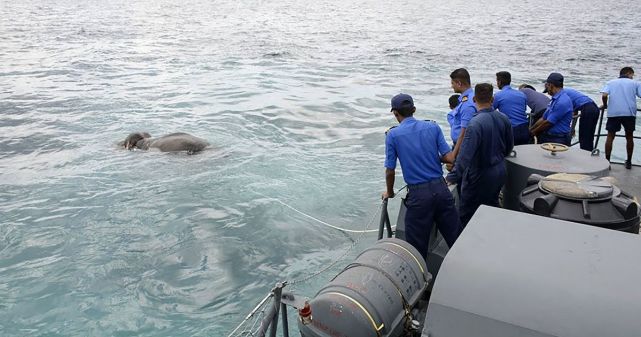 真沙雕！印度新型登陆舰搁浅，糊涂水兵开脑洞，竟找2头大象来拖