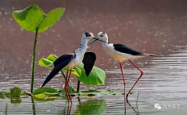 南京三桥湿地生态公园,南京三桥湿地公园