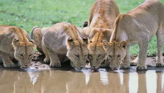 动物直接喝水浑浊怎么回事,动物可以直接喝浑浊的水吗