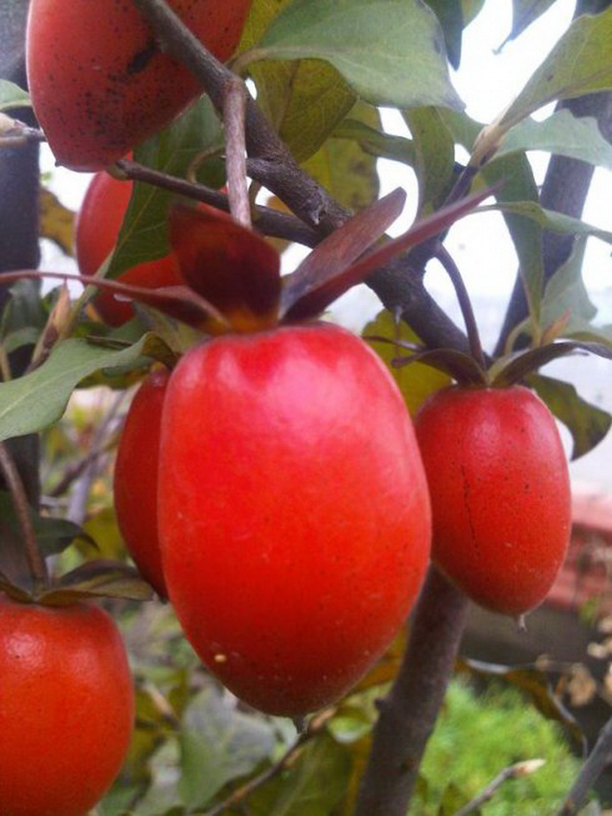 百种果子简介,百种果实图片