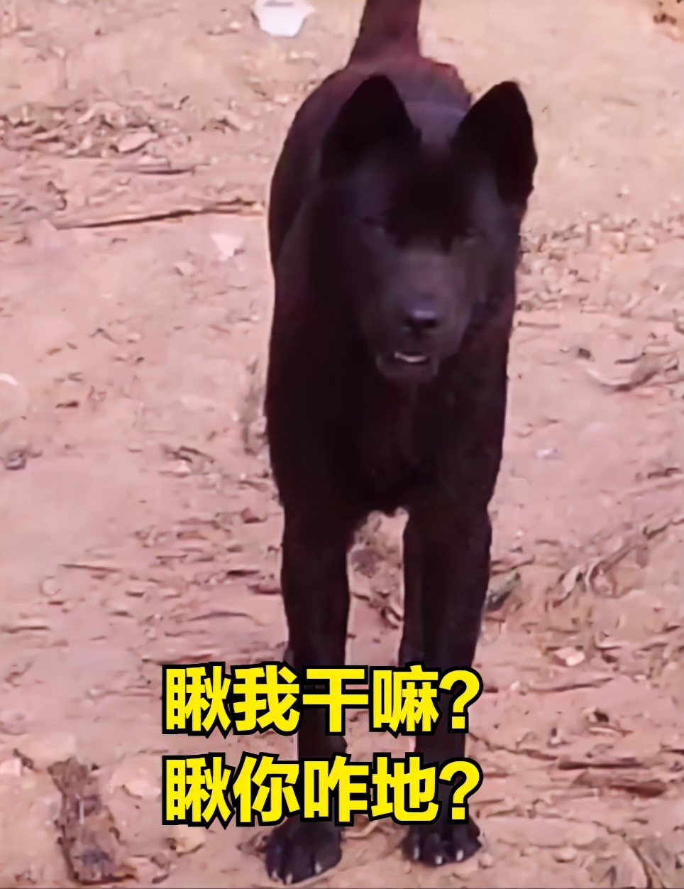 男子用指狗不咬法吓恶犬,四川男子爷爷教指狗不咬法