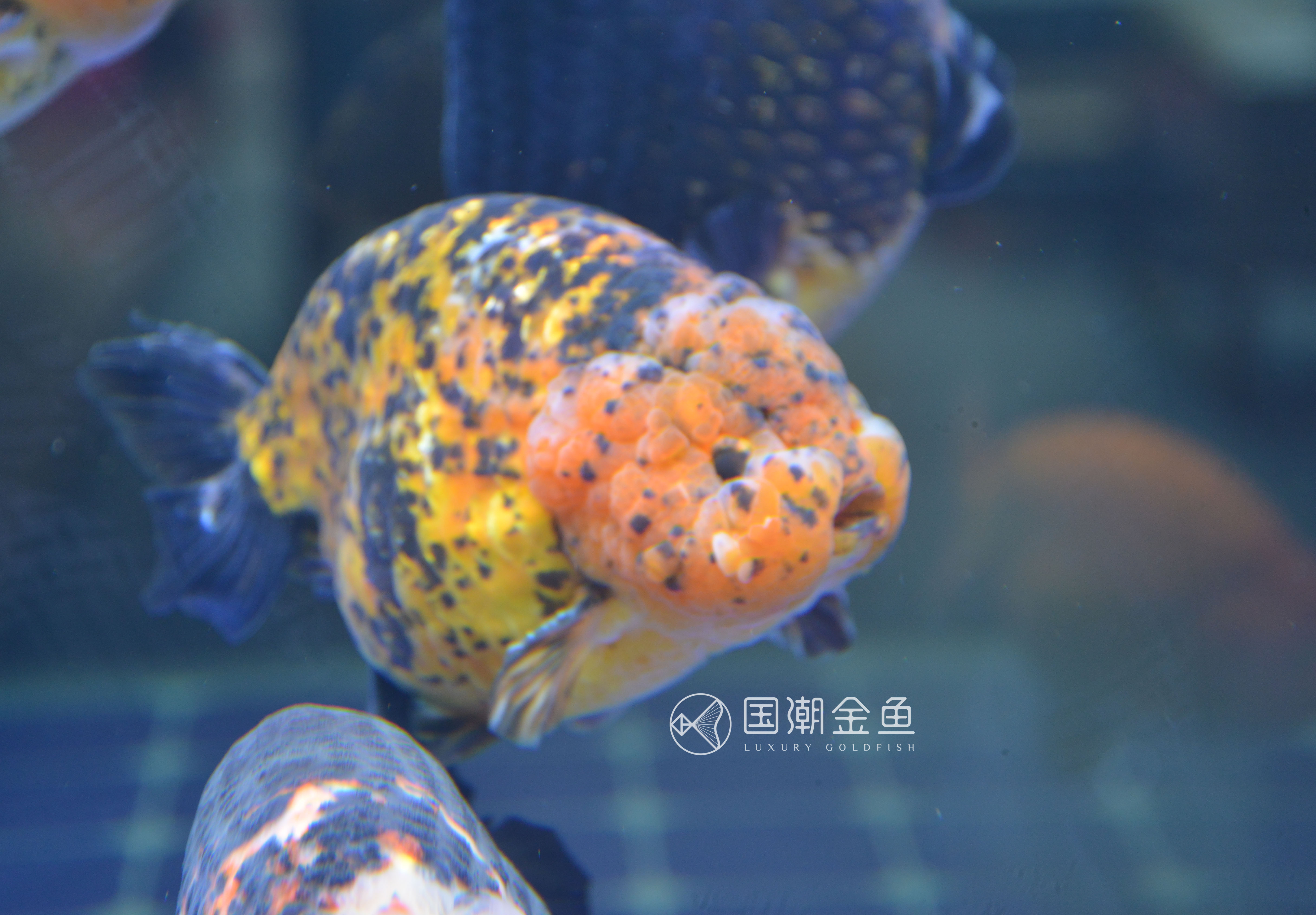 金鱼锚头蚤怎么彻底消灭,金鱼锚头蚤用什么药效果快