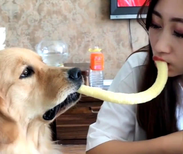 狗子偷偷吃零食被另一只狗狗发现,狗子偷吃巧克力被女子发现