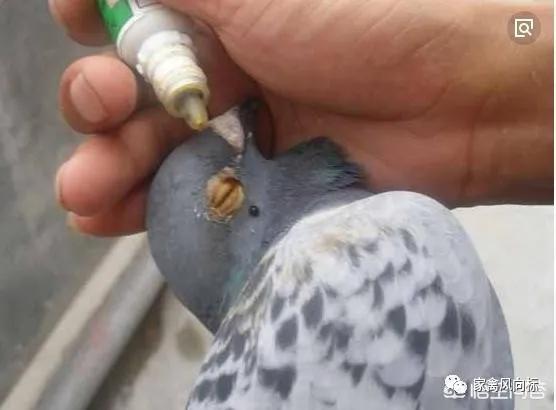 鸽子黑舌头,鸽子舌头肿大带白色