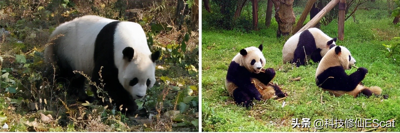 大熊猫的颜色是最独特的吗,大熊猫保护色