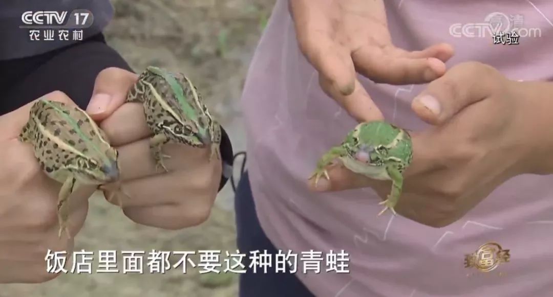 青蛙养殖和蟾蜍养殖,青蛙和癞蛤蟆能够合养吗