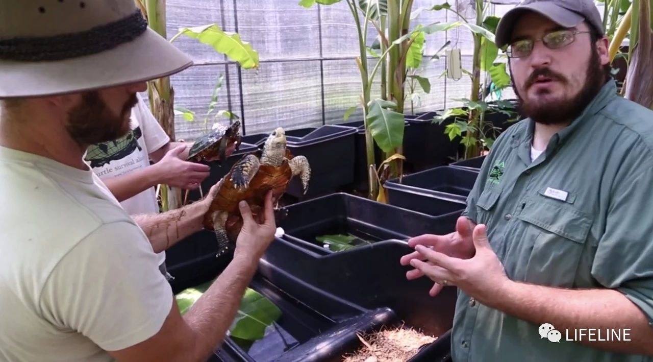 TSA这次聊的龟，连维基百科都没有完整介绍——苏拉威西白头龟