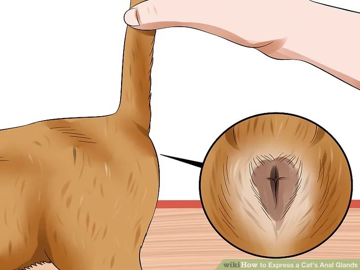 猫咪肛门腺需要治疗吗,猫咪肛门腺发炎症状