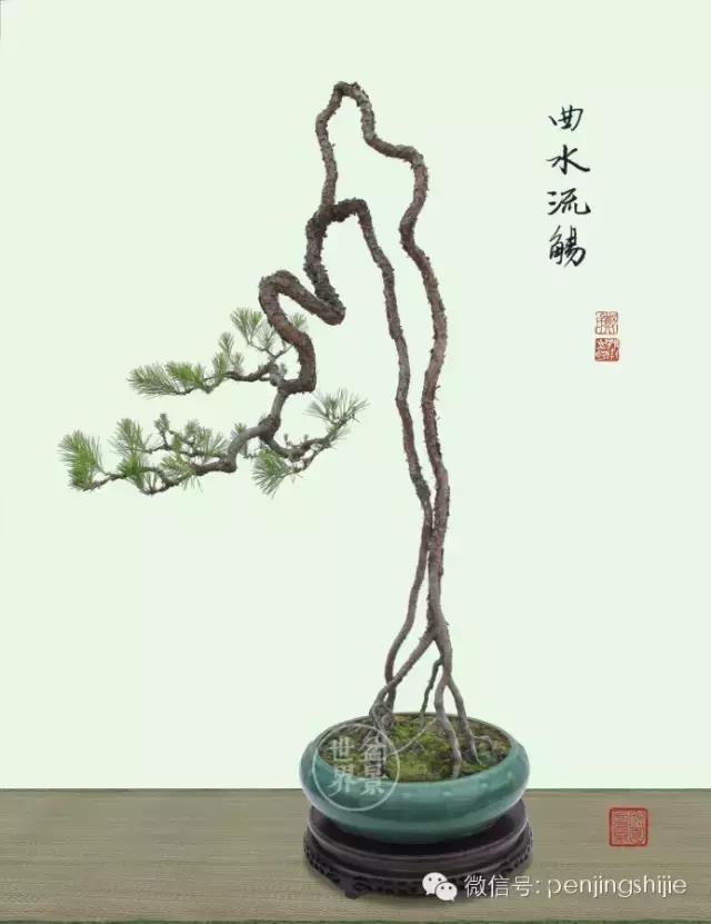 翠鸟根艺石头盆景艺术分享,奇形怪状极品根艺盆景图片